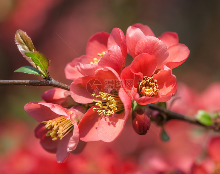 红春花闪亮的夏诺美彩花开花的秋天日图片