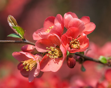 红春花闪亮的夏诺美彩花开花的秋天日图片