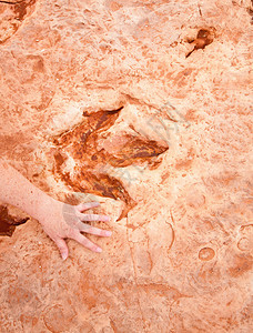 恐龙足迹与一个女人的手侧斜坡提供图巴城亚利图片