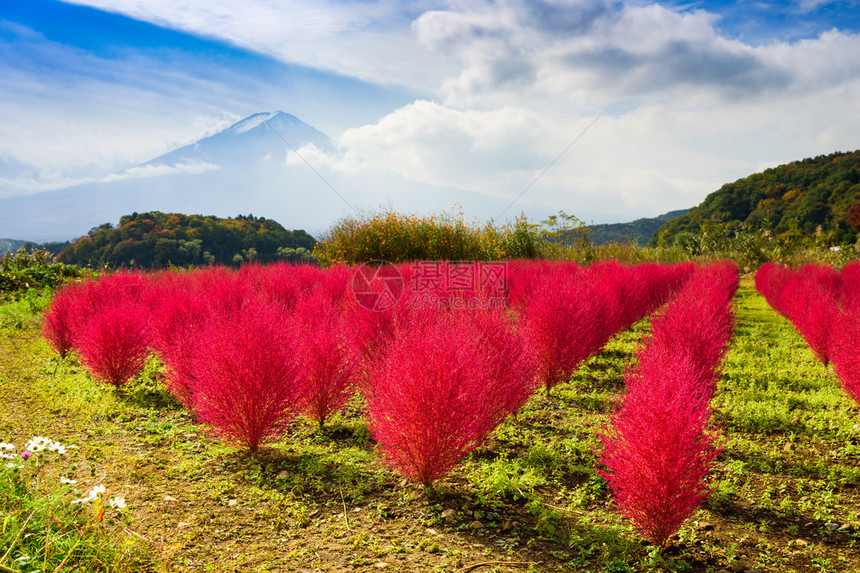 富士山附近秋季的Kokia风滚草灌木丛图片