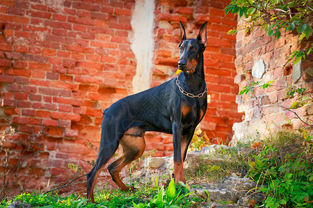 杜宾犬图片