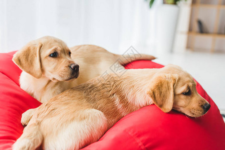 两只米色小狗躺在红包椅上的特写图片
