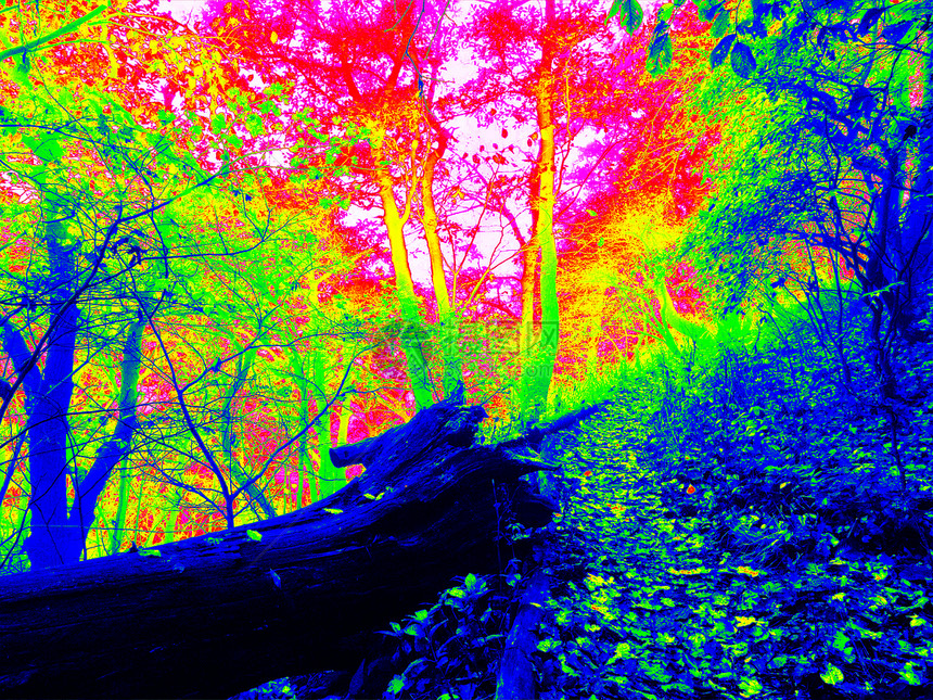 秋天森林中人行道的热光照图片
