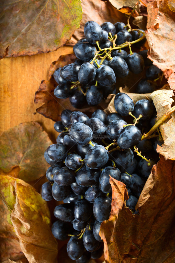 成熟的红葡萄和干枯的棕叶图片