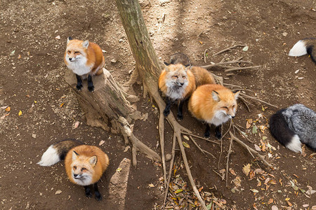 户外可爱的红狐狸图片