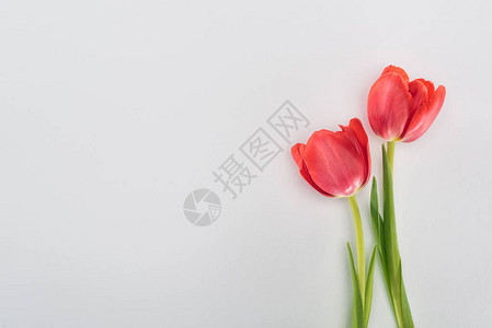 红色郁金香花的顶部视图图片