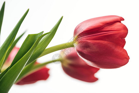 在白色上隔离的红色郁金香花的选择焦点背景图片