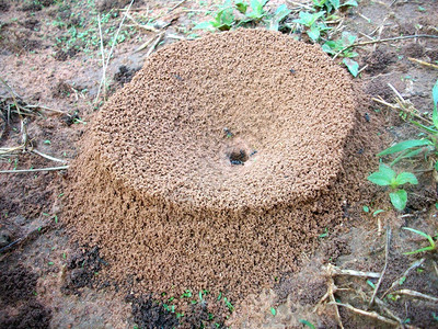 蚂蚁巢图片