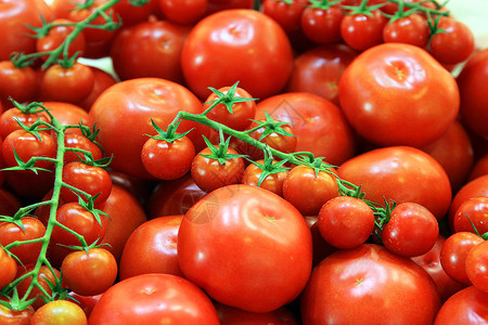 组的新鲜西红柿背景成熟的红番茄特写图片