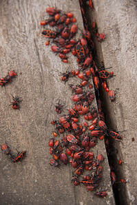 红黑甲虫树上的皮尔霍科瑞斯腹部或图片