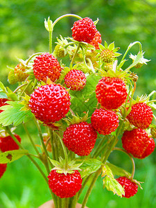 野草莓花束的特写图片
