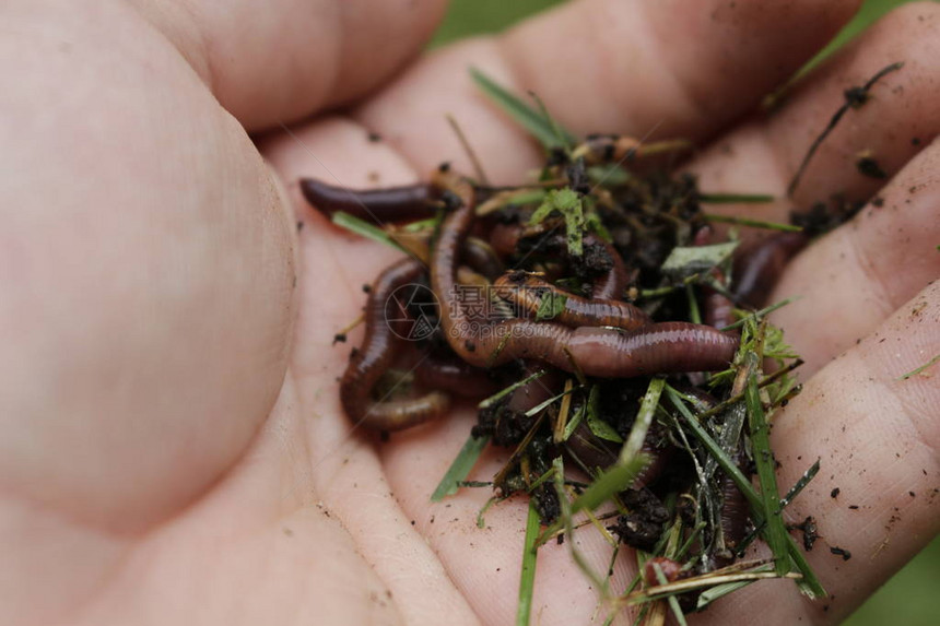 温室黑土中的蚯蚓MacroBrandlingpanfish鳟鱼老虎摆动鱼Eiseniafetida花园堆肥和蠕虫将植物废回收图片