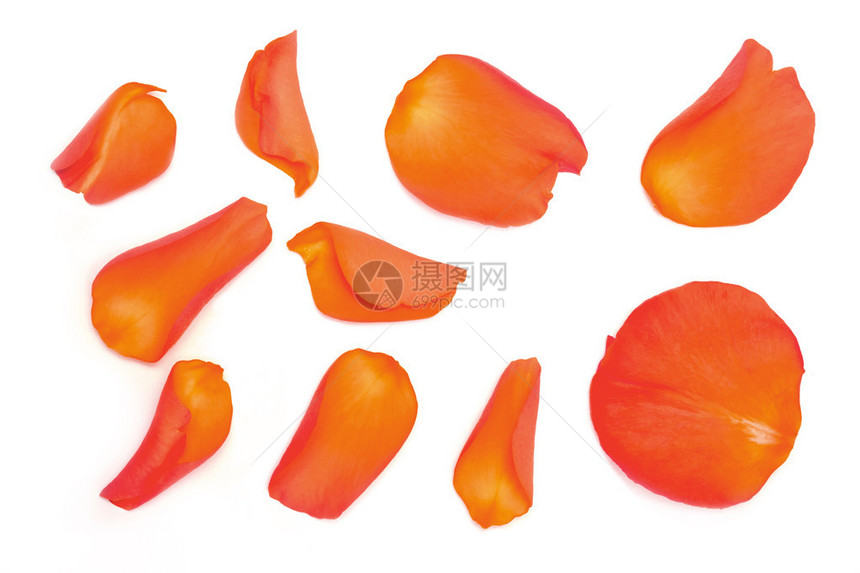 白色背景上的橙色玫瑰花瓣的集合图片