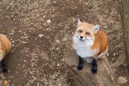 可爱的红狐狸图片