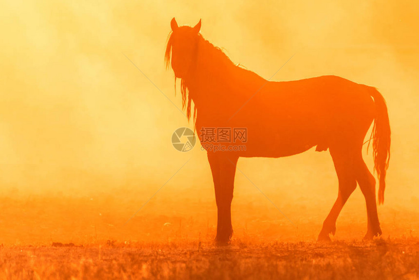 日落时场上自由野马的美丽剪影图片