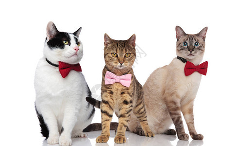 三只可爱的猫穿着优雅的站着坐背景图片
