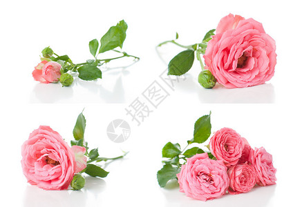 白色背景的明亮粉红玫瑰鲜花和蕾拼贴图片