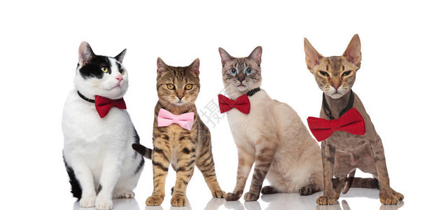 一群四只穿着优雅弓的绅士猫站着坐背景图片
