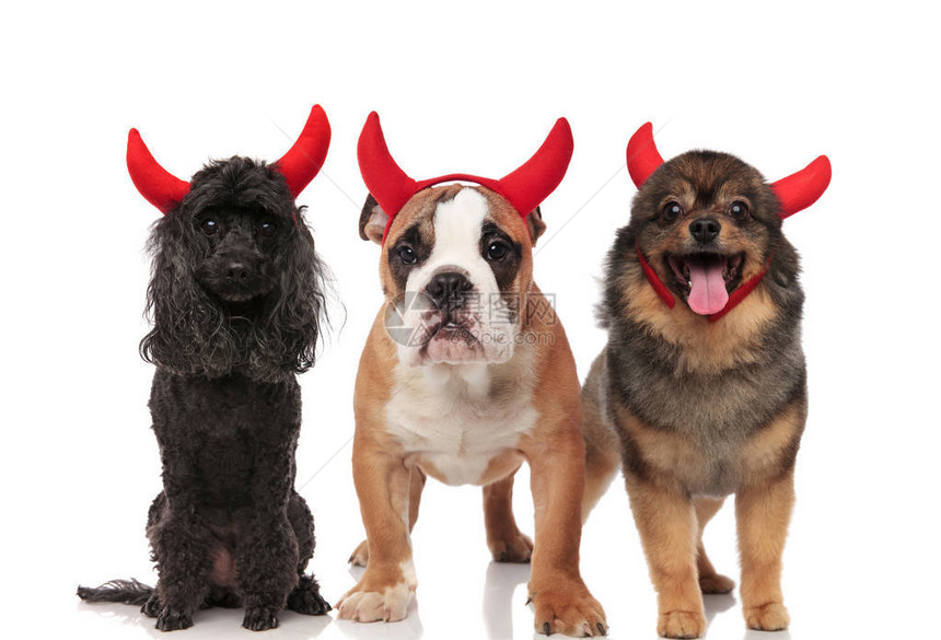 可爱的小狗英国斗牛犬和波美拉尼人打扮成圣灵的恶魔图片