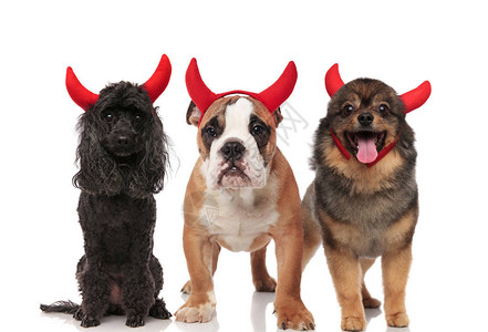 可爱的小狗英国斗牛犬和波美拉尼人打扮成圣灵的恶魔图片