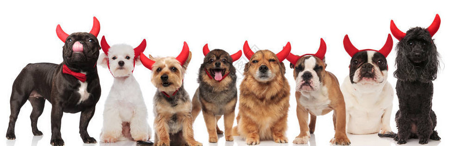 由八只可爱的狗组成的小队打扮成圣灵的魔鬼站在和坐图片