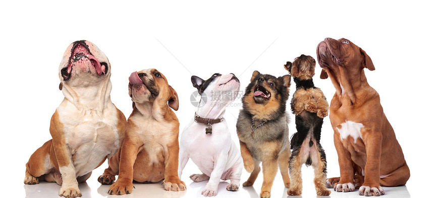 由六只可爱的狗队组成一群不同品种的幼狗一边仰望起来一边站着坐图片
