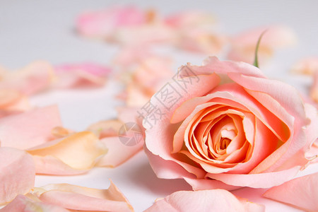 粉红玫瑰花和瓣紧贴图片