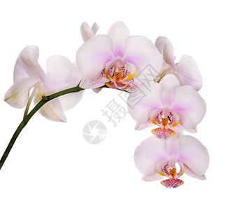 白色背景上孤立的淡粉色兰花图片