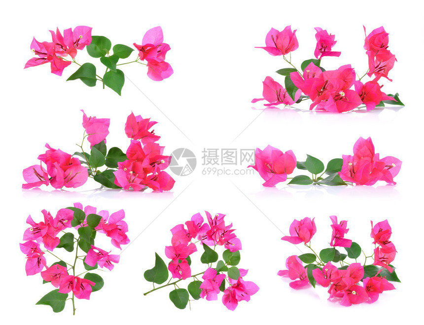 粉红色布干维尔花朵在白色图片