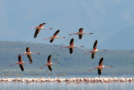 在浅泻湖水中涉水的火烈鸟群图片