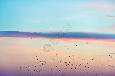 鸟群在五颜六色的日落天空图片