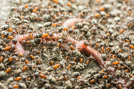 一群蚂蚁吃蚯蚓宏特写图片