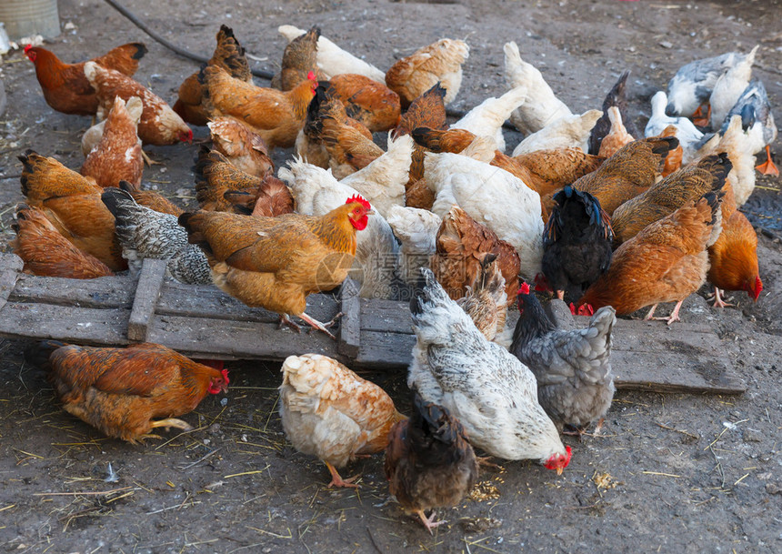 集团家禽养鸡场特写图片