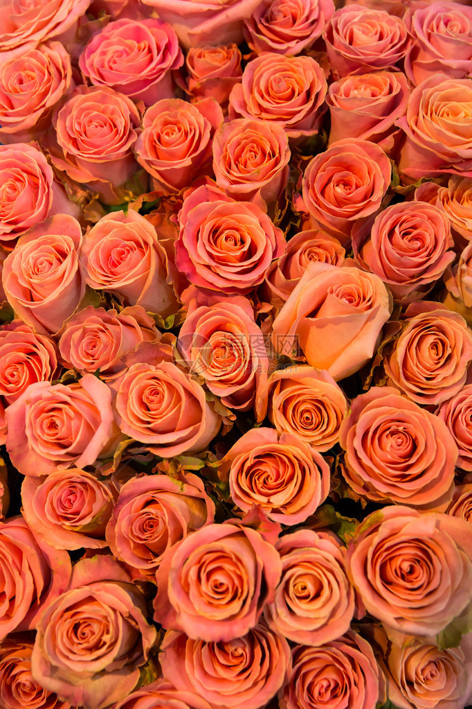 新鲜的春橙玫瑰图片