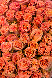 新鲜的春橙玫瑰图片