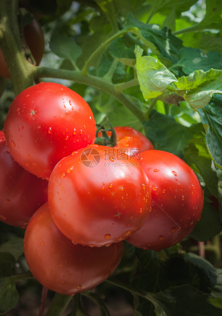 在温室里种植红番茄图片