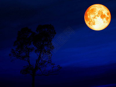 在剪影树深蓝色天空的超级蓝色血月背景图片