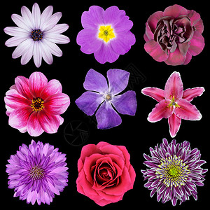 各种粉红色紫色红色花朵隔离在黑色背景上九种长春花玫瑰玉米花百合雏菊花大丽花背景图片