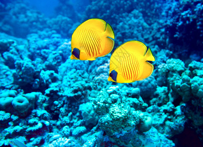 蓝色水中的珊瑚鱼群图片