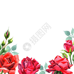 红色杂交玫瑰花卉植物花框架边框装饰广场背景纹理包装图案框架或边框图片
