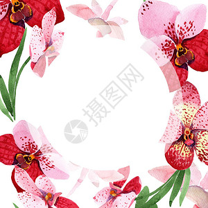 红色兰花万达花卉植物花框架边框装饰广场背景纹理包装图案框架或边框图片