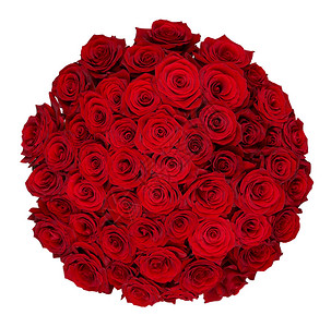 五十一朵红玫瑰被白色图片