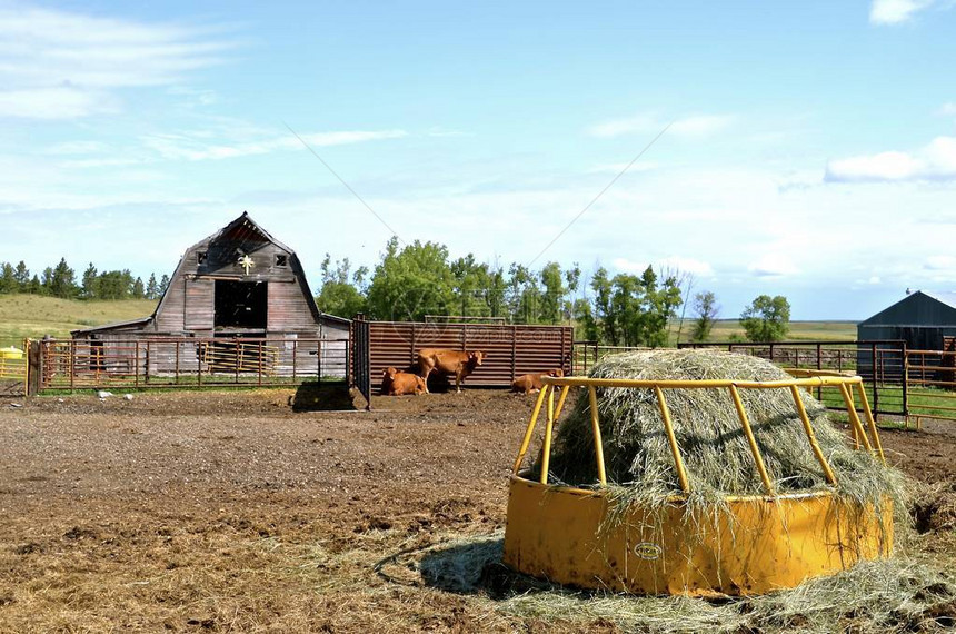 一个装满圆桶的饲料器提供干草在牛群中在一个老硬木图片