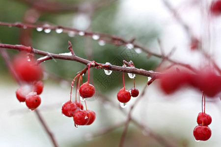 冬雪过后红蟹头果树枝的树枝在冰层中沉图片