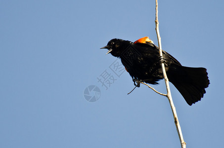 栖息在树上的红翅黑鸟鸣叫图片