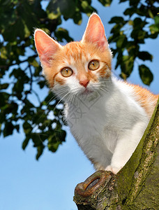 树上的小红猫图片