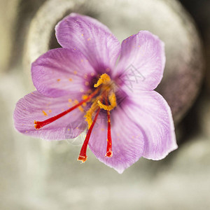 一个藏红花出焦点聚焦背景图片