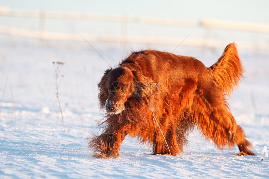 在雪地的红色爱尔兰塞特犬图片