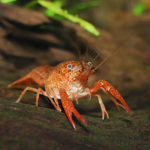 在自然水下环境中的Louisiana沼泽龙虾ProcambarusC图片