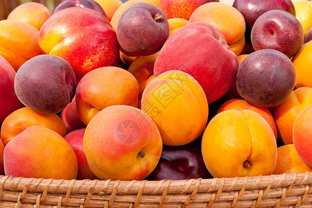 堆五颜六色的夏天果子杏子油桃子李子和红图片
